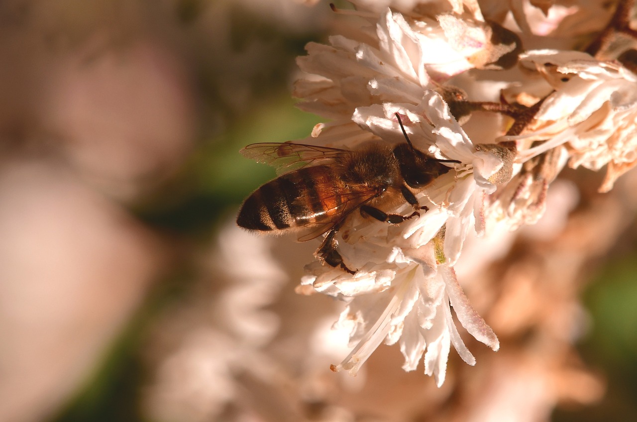 The Importance of Beekeeping in Eco-Friendly Gardens